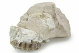 Unprepared Fossil Oreodont (Merycoidodon) Jaw - South Dakota #355973-1